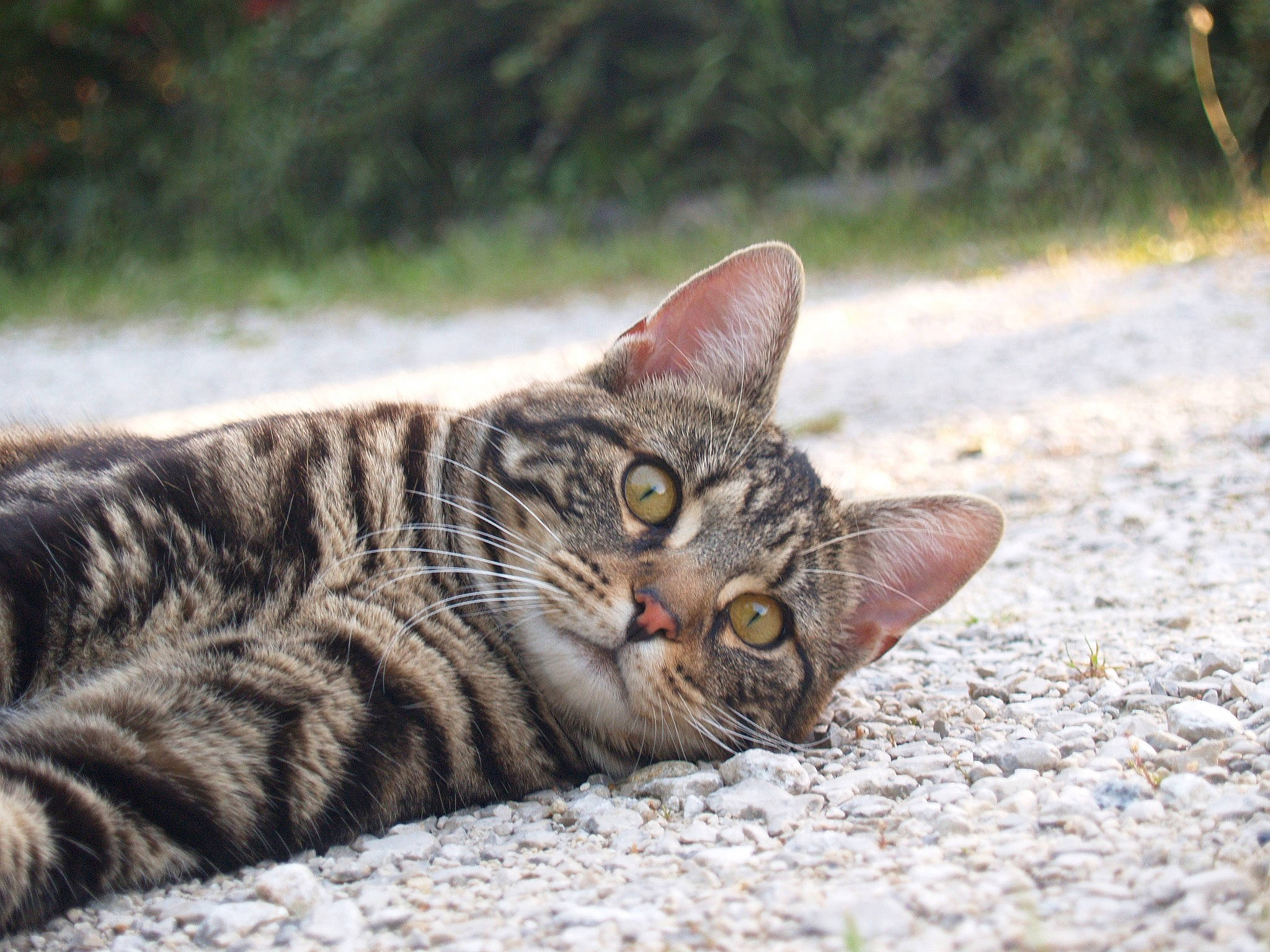 Michel participe au concours pour gagner de l'argent avec cette photo : aegean_cat, asian, bengal, carnivore, cat, domestic_short_haired_cat, dragon_li, european_shorthair, eye, felidae, grass, mammal, organism, small_to_medium_sized_cats, snout, tabby_cat, toyger, vertebrate, whiskers, wild_cat