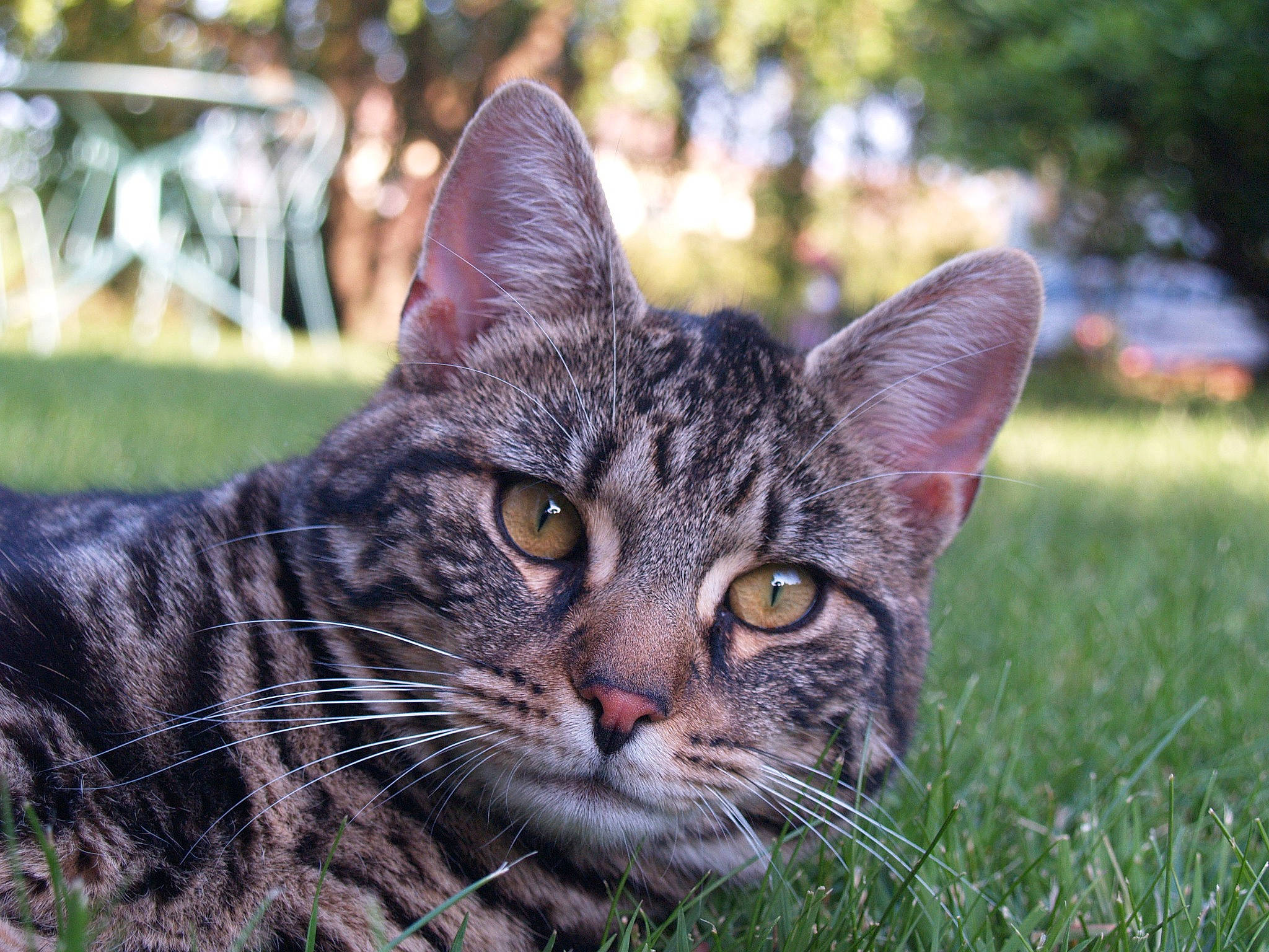 Michel participe au concours pour gagner de l'argent avec cette photo : american_shorthair, american_wirehair, asian, bengal, carnivore, cat, close_up, domestic_short_haired_cat, dragon_li, european_shorthair, eye, felidae, grass, mammal, small_to_medium_sized_cats, snout, tabby_cat, vertebrate, whiskers, wild_cat