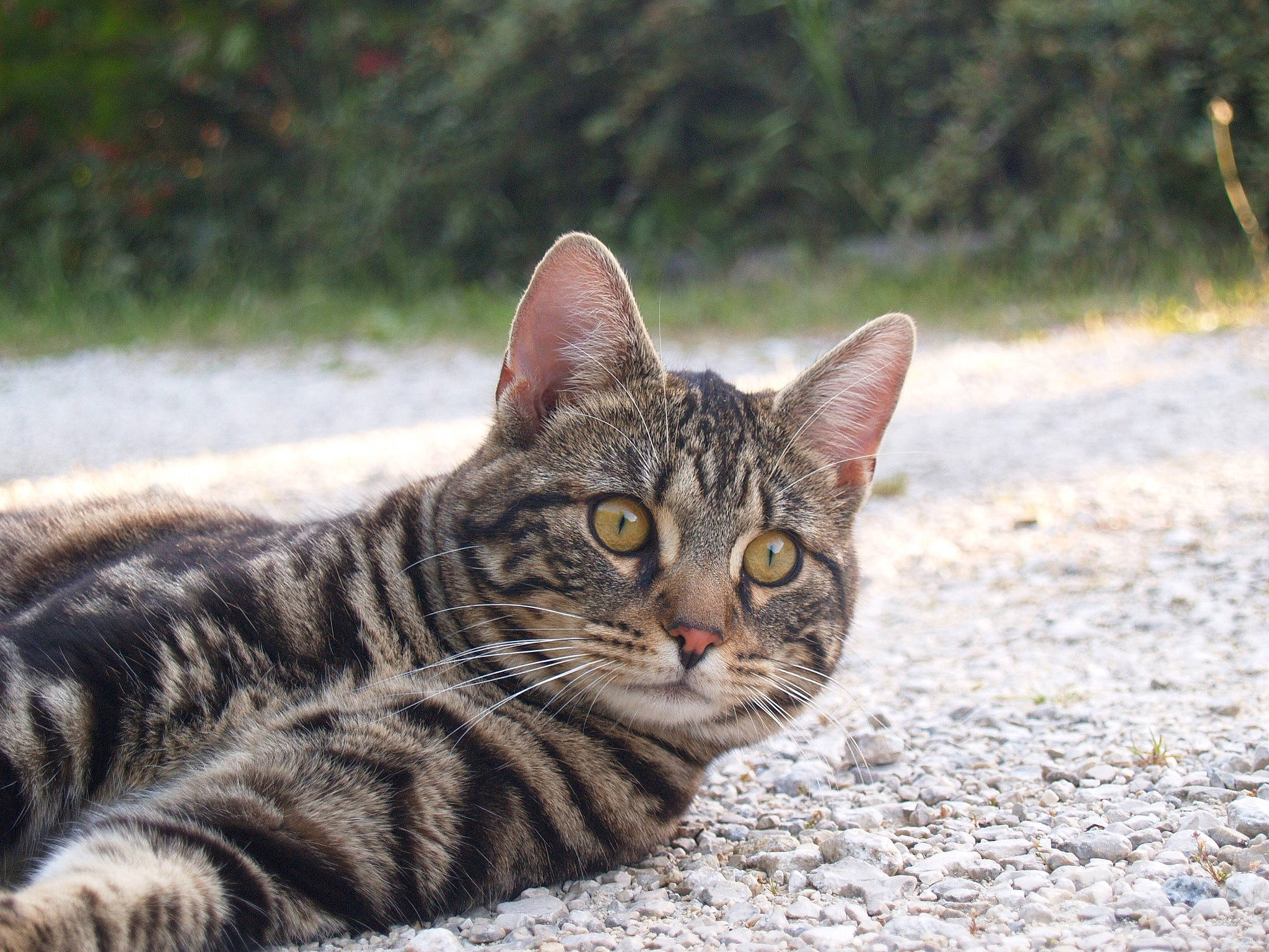 Michel a rejoint le concours — aidez-le/la à gagner de superbes lots ! aegean_cat, asian, bengal, california_spangled, carnivore, cat, domestic_short_haired_cat, dragon_li, european_shorthair, eye, felidae, mammal, small_to_medium_sized_cats, snout, tabby_cat, toyger, vertebrate, whiskers, wild_cat, wildlife