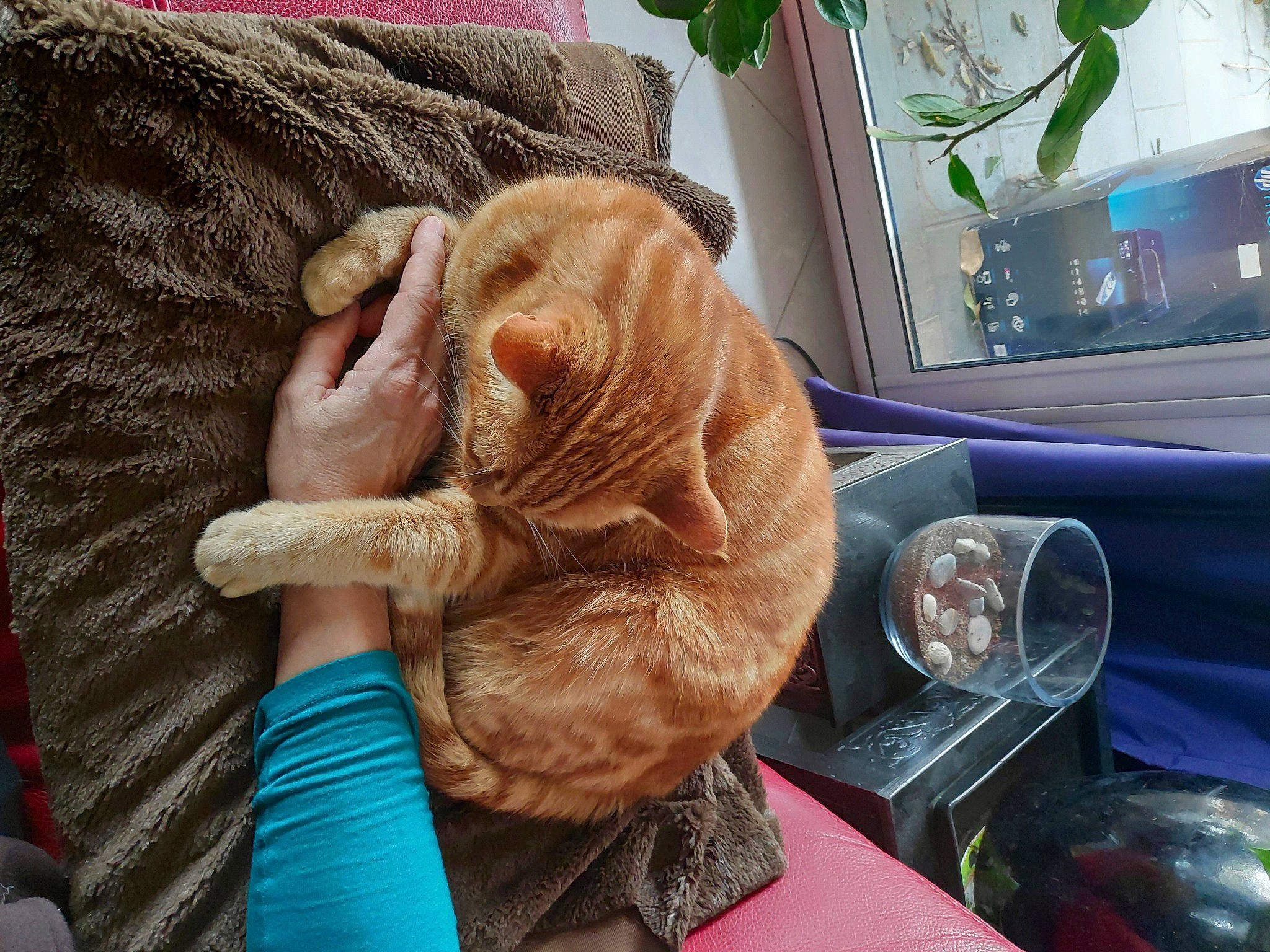 Picou a rejoint le concours — aidez-le/la à gagner de superbes lots ! canidae, carnivore, cat, fawn, felidae, fur, hand, nap, shar_pei, sleep, small_to_medium_sized_cats, whiskers, wrinkle