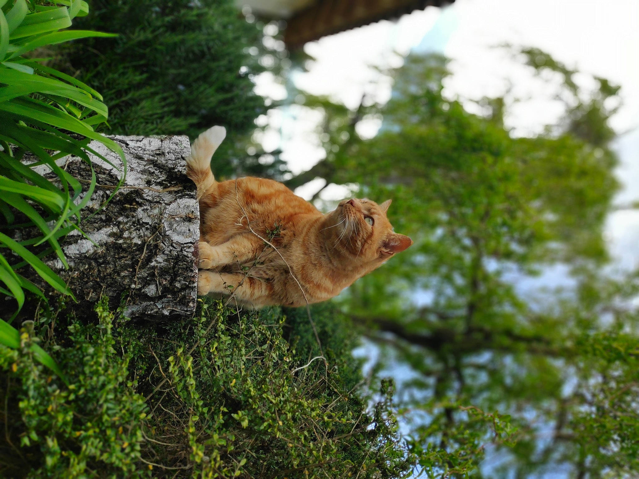 Picou a rejoint le concours — aidez-le/la à gagner de superbes lots ! carnivore, cat, fawn, felidae, grass, organism, plant, small_to_medium_sized_cats, tabby_cat, tail, tree, wildlife