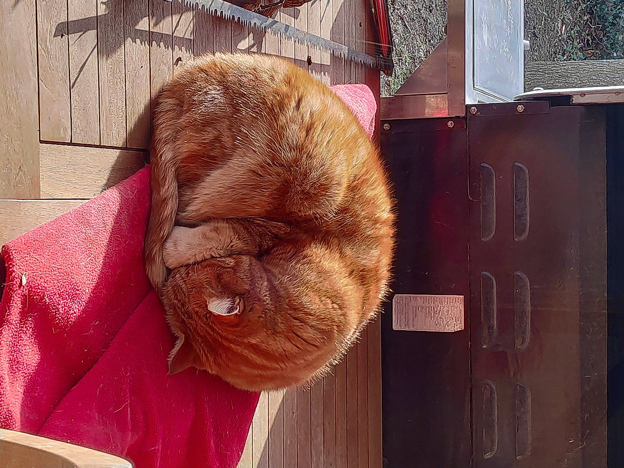 Picou participe au concours pour gagner de l'argent avec cette photo : cap, cat, ear, fur, headgear, liver, organism, snout