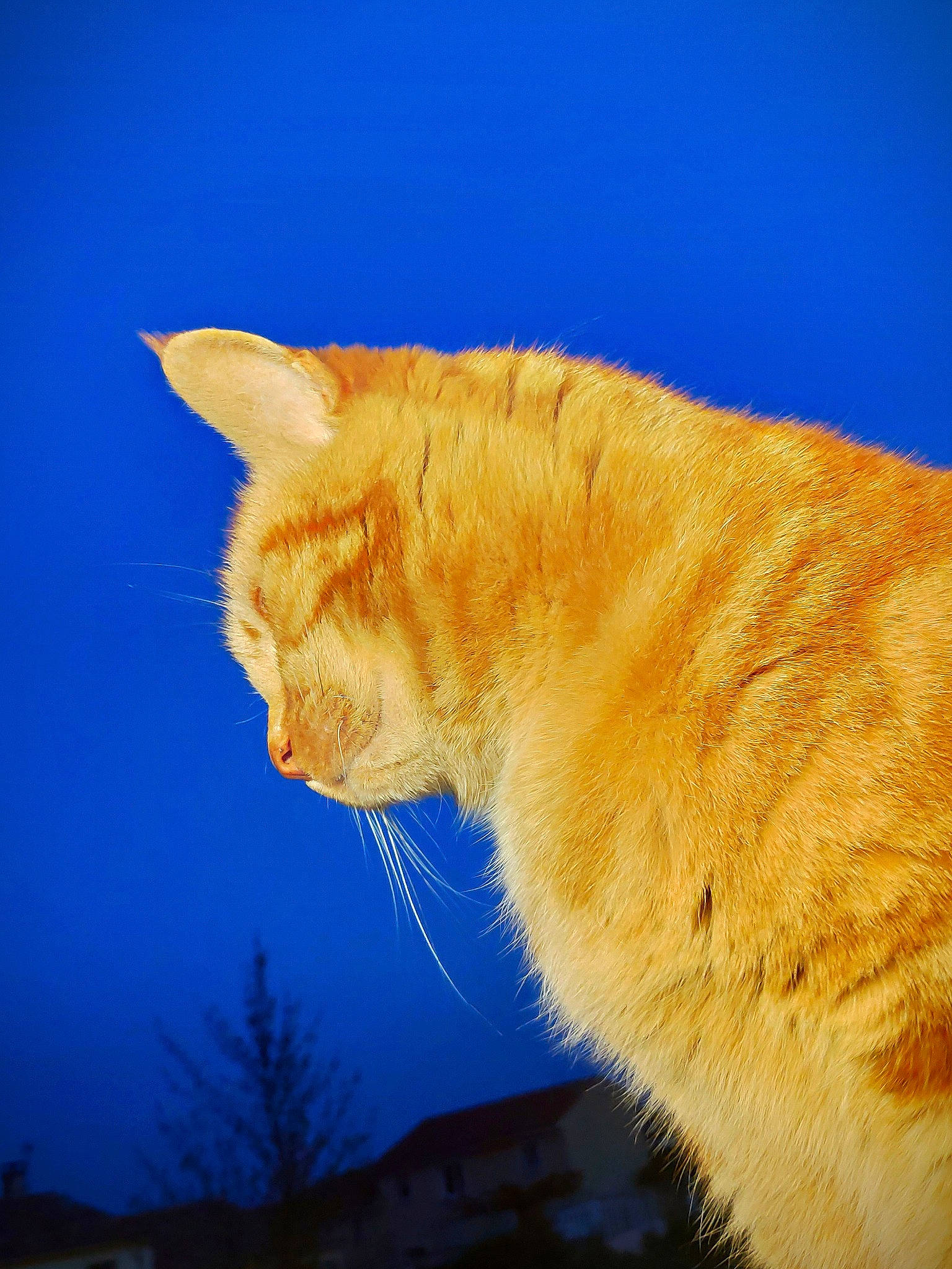 Picou a rejoint le concours — aidez-le/la à gagner de superbes lots ! carnivore, cat, fawn, felidae, fur, sky, small_to_medium_sized_cats, snout, sunlight, tail, whiskers, wildlife