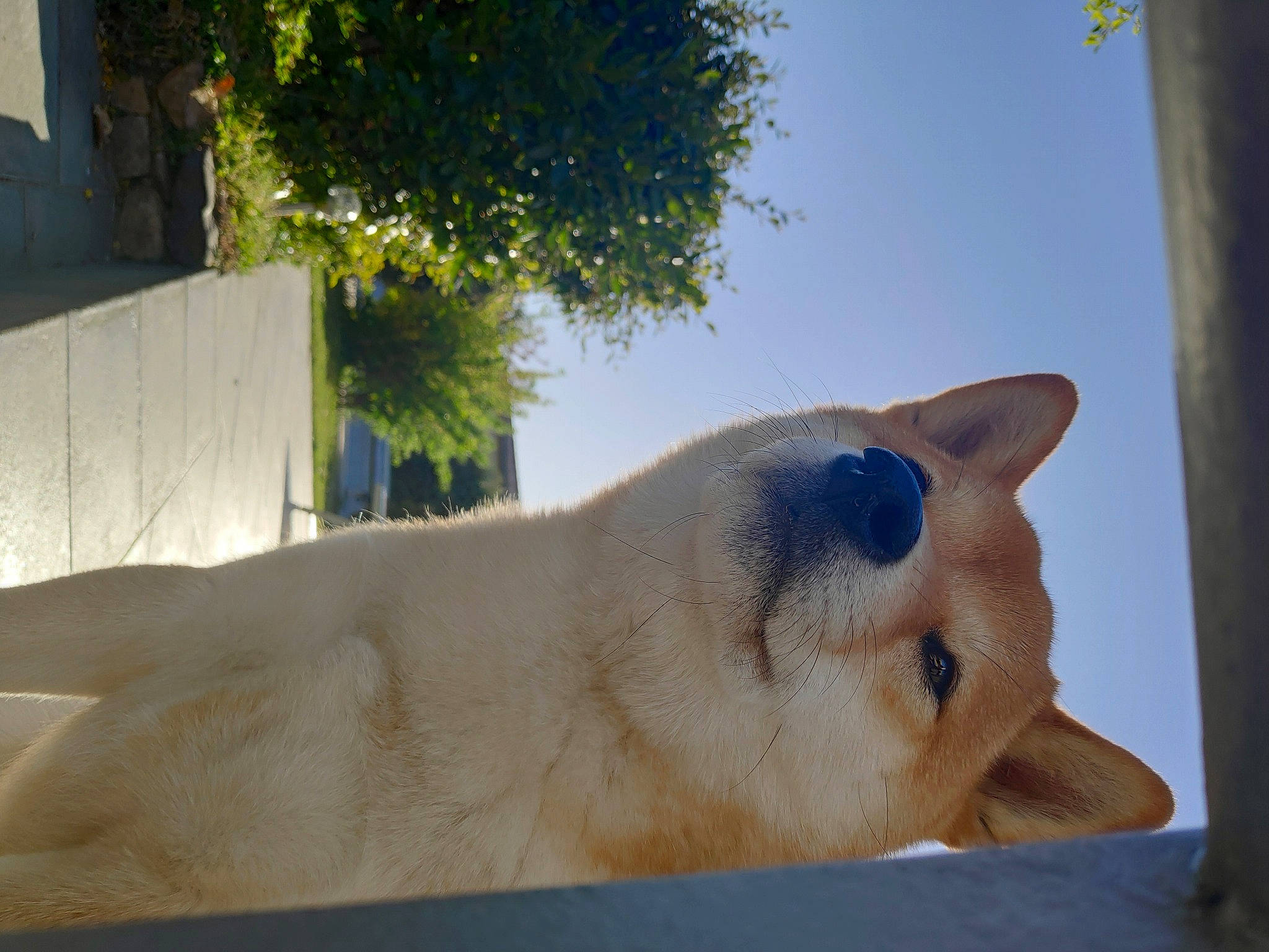 Miaki participe au concours pour gagner de l'argent avec cette photo : akita, akita_inu, canaan_dog, canidae, carnivore, dog, dog_breed, fawn, korean_jindo_dog, mammal, non_sporting_group, norwegian_buhund, snout, sporting_group, vertebrate