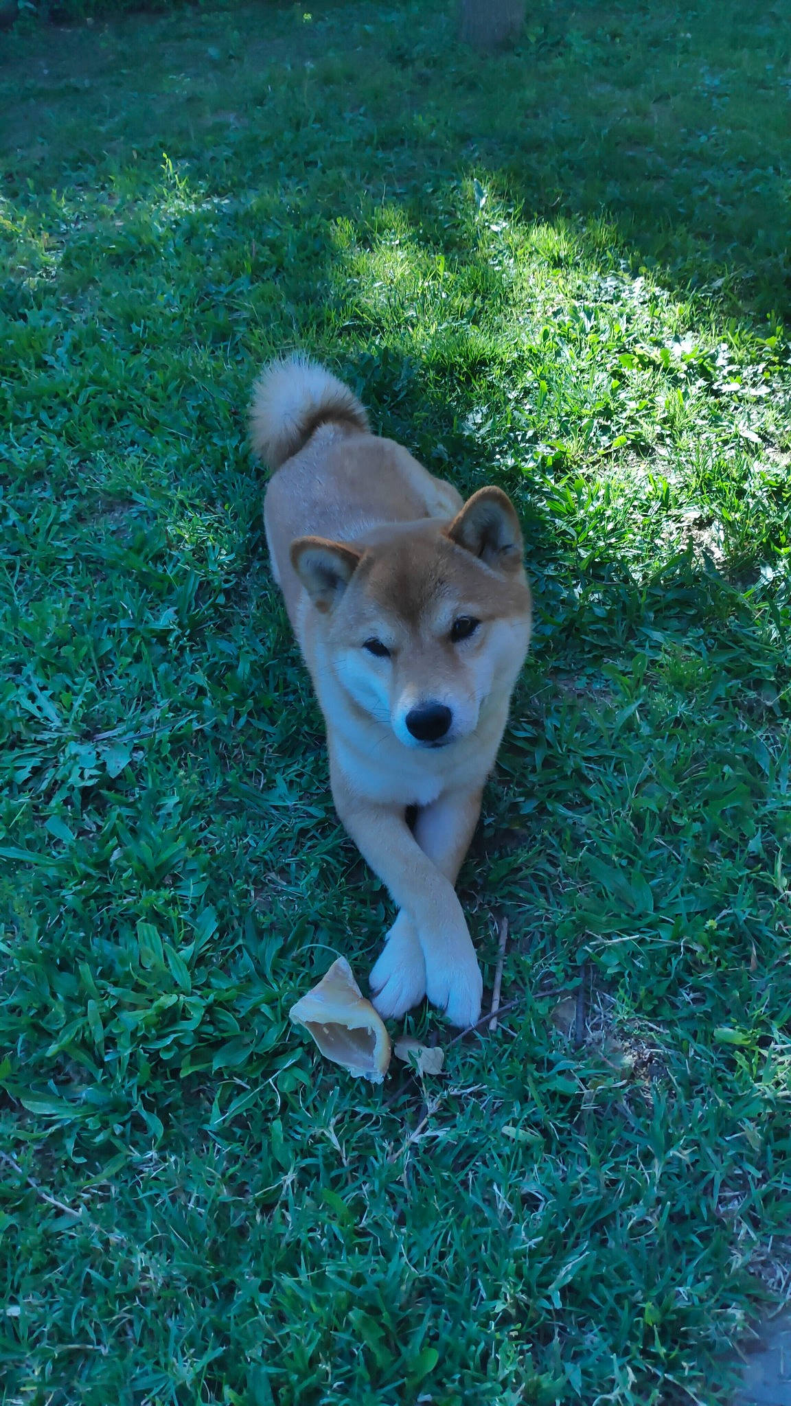 Miaki a rejoint le concours — aidez-le/la à gagner de superbes lots ! akita, akita_inu, ancient_dog_breeds, canaan_dog, canidae, carnivore, dog, dog_breed, fawn, hokkaido, korean_jindo_dog, mammal, new_guinea_singing_dog, non_sporting_group, norwegian_buhund, shiba_inu, shikoku, tail, vertebrate, wildlife