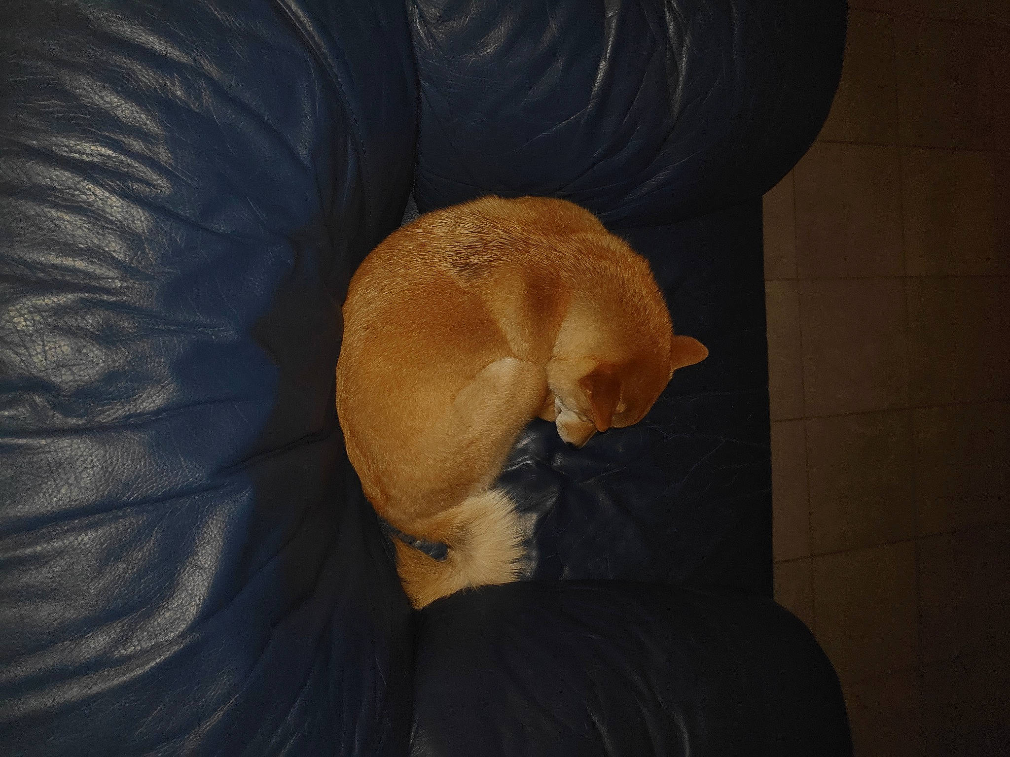 Miaki participe au concours pour gagner de l'argent avec cette photo : canidae, carnivore, companion_dog, dog, dog_breed, ear, fawn, puppy, snout, sporting_group, tail, whiskers