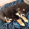 Sky a rejoint le concours — aidez-le/la à gagner de superbes lots ! puppy, dog, sleeping, tongue_out, blanket, cozy, fur, cute, animal, pet, resting, closeup, soft, indoor, adorable, brown_fur, white_paws, black_fur, relaxed, snuggled