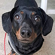 Tobi joined the competition — help win amazing prizes! dog, dachshund, black_and_tan, pet, animal, portrait, close_up, face, eyes, nose, ears, leash, collar, harness, paws, outdoor, patio, doorway, black_fur, brown_markings