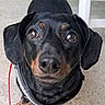 dog, dachshund, black_and_tan, pet, animal, portrait, close_up, face, eyes, nose, ears, leash, collar, harness, paws, outdoor, patio, doorway, black_fur, brown_markings