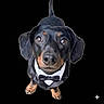 Tobi joined the competition — help win amazing prizes! dog, dachshund, black_and_tan, tuxedo, bow_tie, formalwear, pet, animal, portrait, close_up, front_facing, sitting, tail, floppy_ears, brown_eyes, black_background, studio_style, cute, funny, sparkle