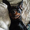 Tobi is registered to the contest to win money with this photo: dog, black_and_tan, doberman, pet, animal, portrait, lying_down, upside_down, blanket, bed, indoors, close_up, pointed_ears, shiny_coat, brown_markings, black_fur, relaxed, funny_expression, cozy, photography