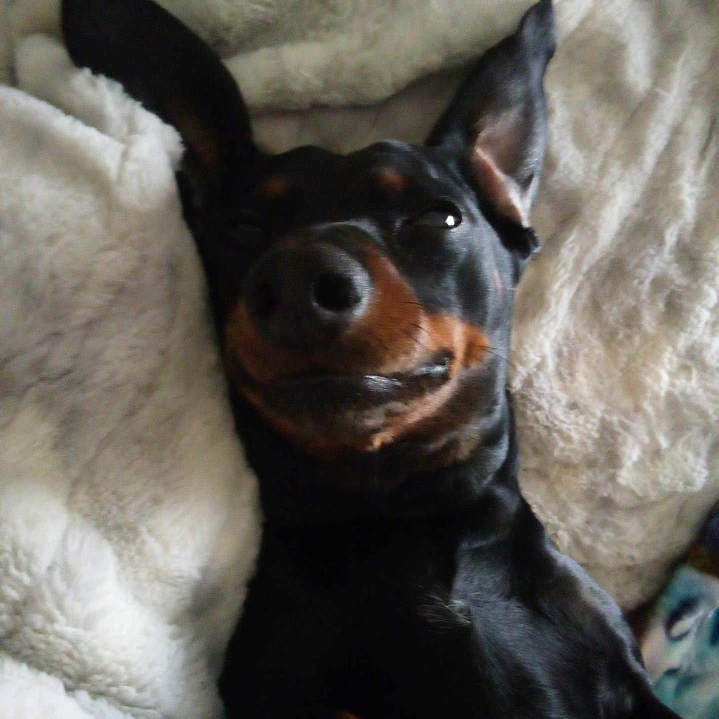Tobi