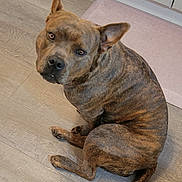 Nala is registered to the contest to win money with this photo: animal, black, brindle_coat, brown, canine, companion, curious, cute, dog, domestic_animal, ears_up, floor, flooring, home, indoor, looking_up, pet, rug, sitting, tail