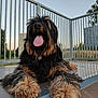 animal, canine, closeup, dog, fence, fluffy, grass, happy, metal, nature, outdoor, paw, pet, playing, portrait, relaxing, resting, sky, sunset, tongue