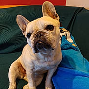 Gin participe au concours pour gagner de l'argent avec cette photo : dog, french_bulldog, pet, canine, indoor, couch, blanket, blue_blanket, teal_couch, animal, sitting, looking, ears_up, short_fur, snout, companion, cute, domestic, cozy, relaxed