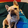 animal, blanket, blue_blanket, canine, companion, couch, cozy, cute, dog, domestic, ears_up, french_bulldog, indoor, looking, pet, relaxed, short_fur, sitting, snout, teal_couch
