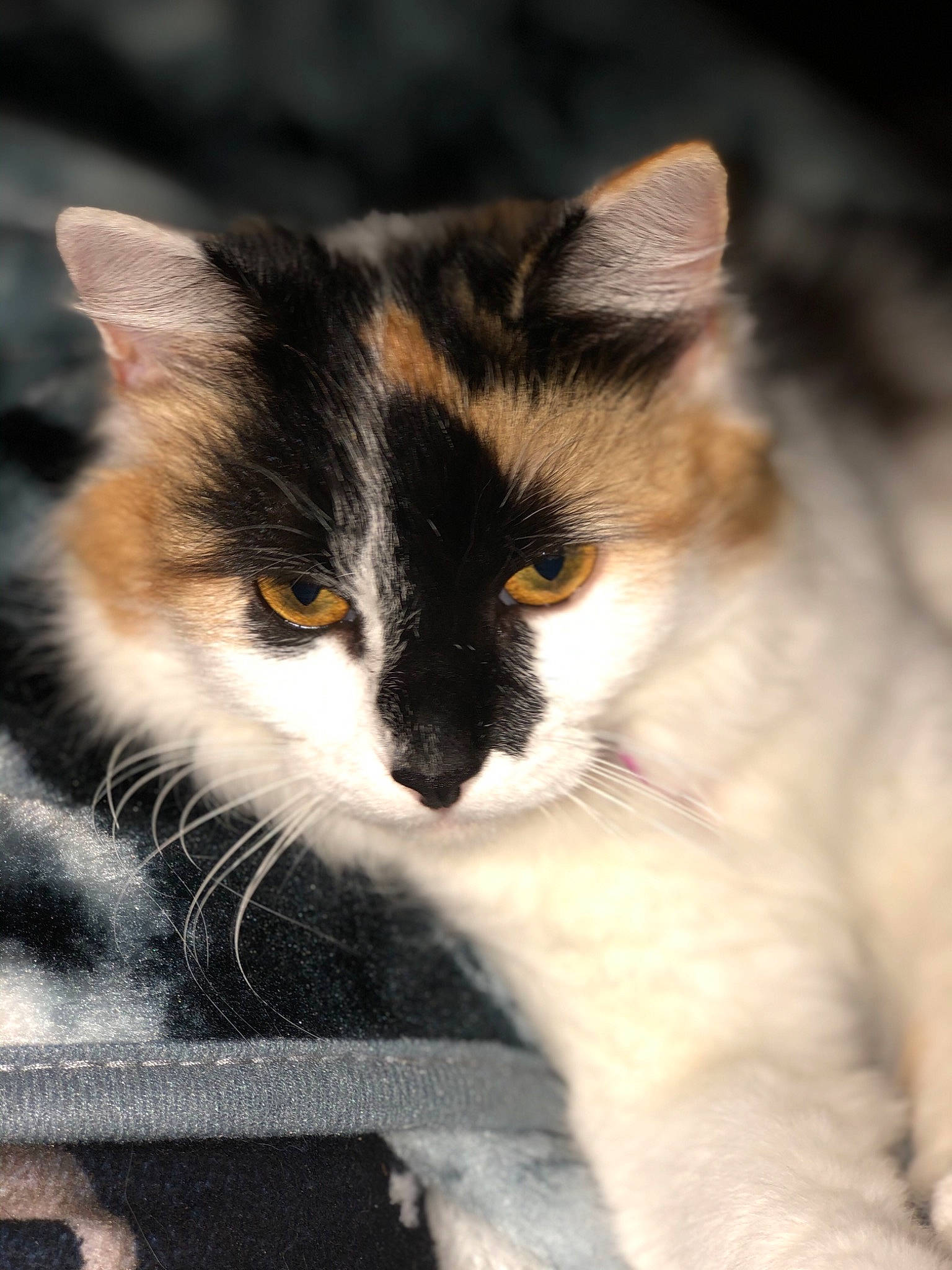 Cocoa joined the competition — help win amazing prizes! aegean_cat, american_wirehair, black_and_white, carnivore, cat, domestic_long_haired_cat, domestic_short_haired_cat, european_shorthair, eye, felidae, fur, kitten, mammal, norwegian_forest_cat, small_to_medium_sized_cats, snout, whiskers