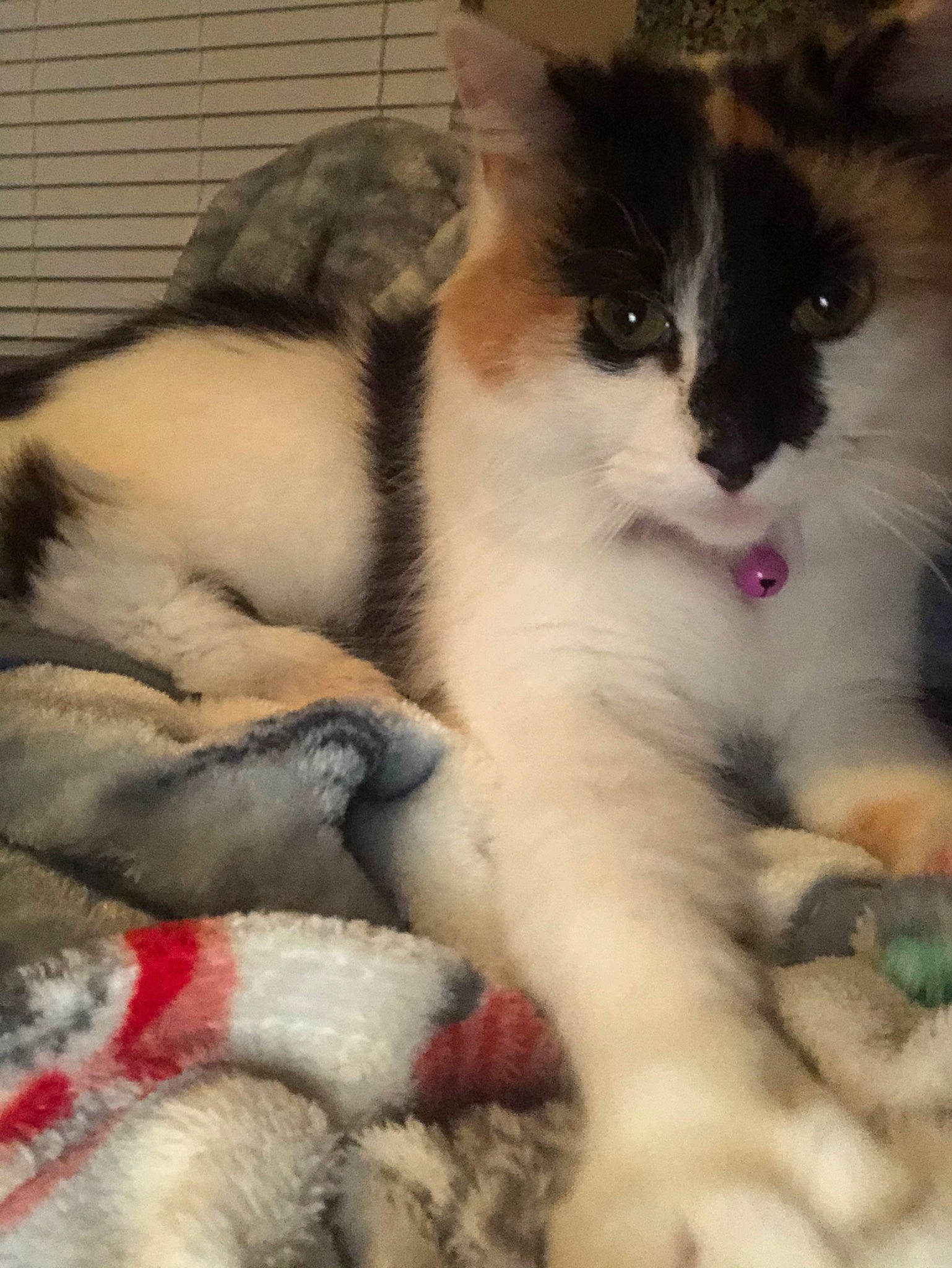 Cocoa joined the competition — help win amazing prizes! aegean_cat, british_semi_longhair, carnivore, cat, claw, domestic_long_haired_cat, felidae, fur, kitten, mammal, norwegian_forest_cat, paw, polydactyl_cat, ragamuffin, ragdoll, small_to_medium_sized_cats, snout, snowshoe, tail, whiskers