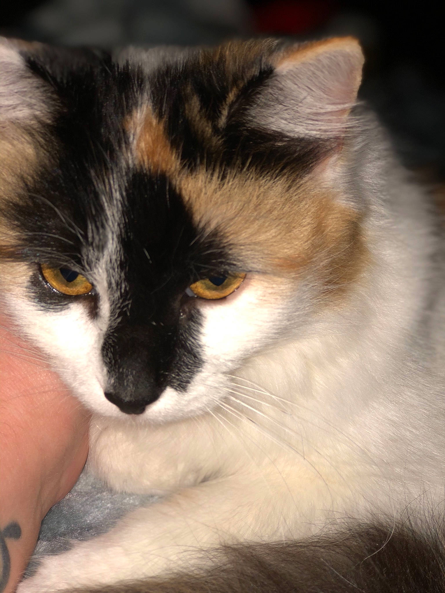 Cocoa joined the competition — help win amazing prizes! aegean_cat, american_wirehair, balinese, carnivore, cat, domestic_long_haired_cat, domestic_short_haired_cat, eye, felidae, fur, iris, kitten, mammal, small_to_medium_sized_cats, snout, snowshoe, whiskers