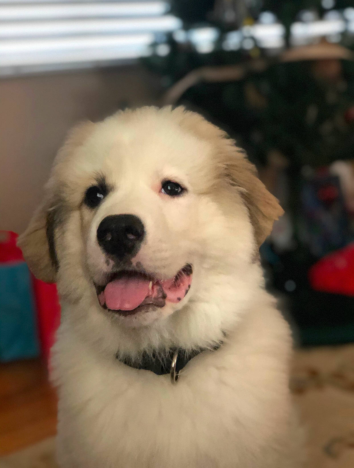 Dutch is registered to the contest to win money with this photo: akbash_dog, canidae, carnivore, companion_dog, dog, dog_breed, great_pyrenees, kuvasz, livestock_guardian_dog, mammal, maremma_sheepdog, mucuchies, nose, polish_tatra_sheepdog, puppy, rare_breed_dog, slovak_cuvac, sporting_group, vertebrate, working_dog