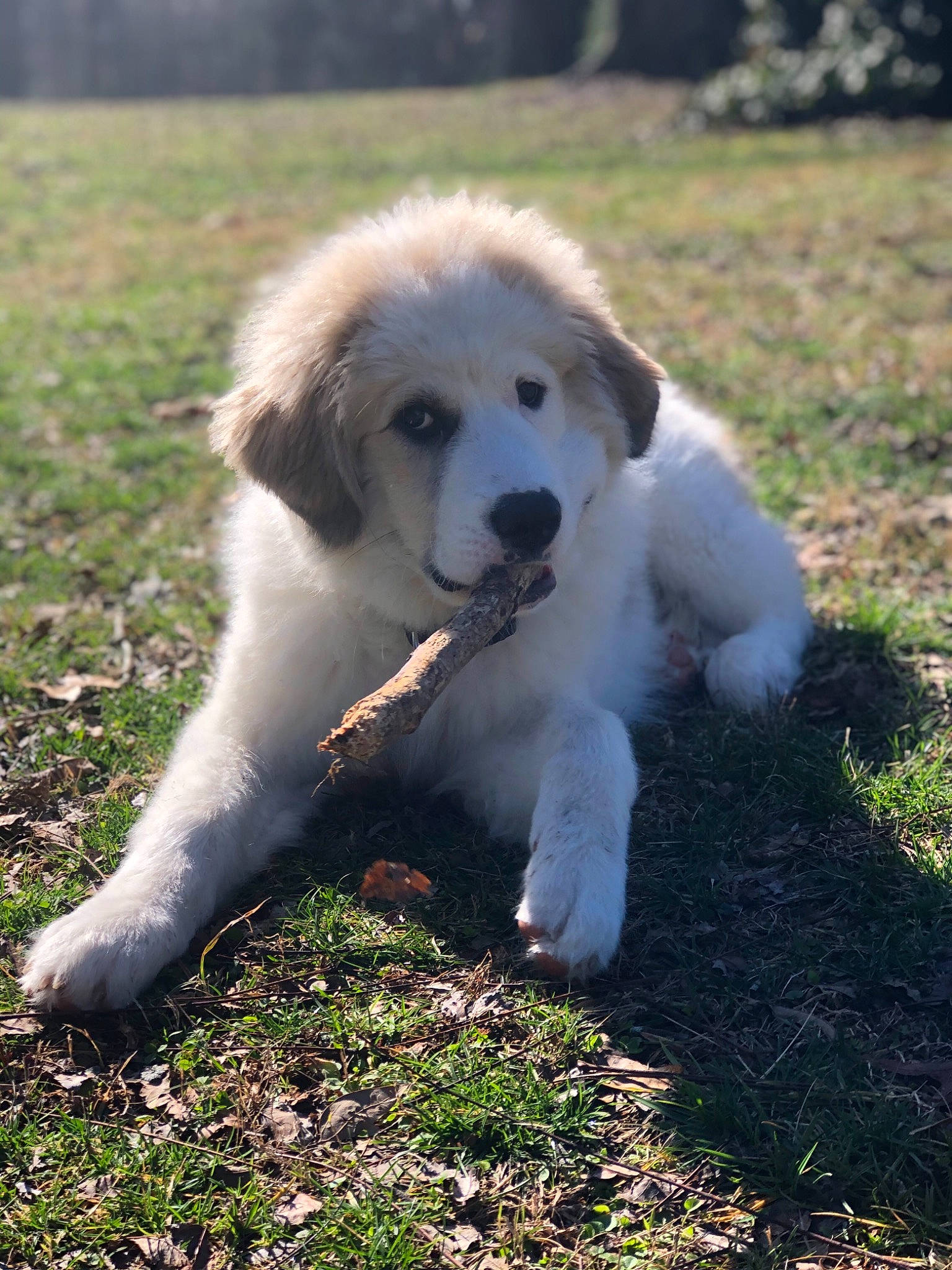 Dutch joined the competition — help win amazing prizes! aidi, akbash_dog, bucovina_shepherd_dog, canidae, carnivore, companion_dog, dog, dog_breed, great_pyrenees, karakachan_dog, livestock_guardian_dog, mammal, maremma_sheepdog, mucuchies, pyrenean_mastiff, rare_breed_dog, slovak_cuvac, sporting_group, tornjak, vertebrate