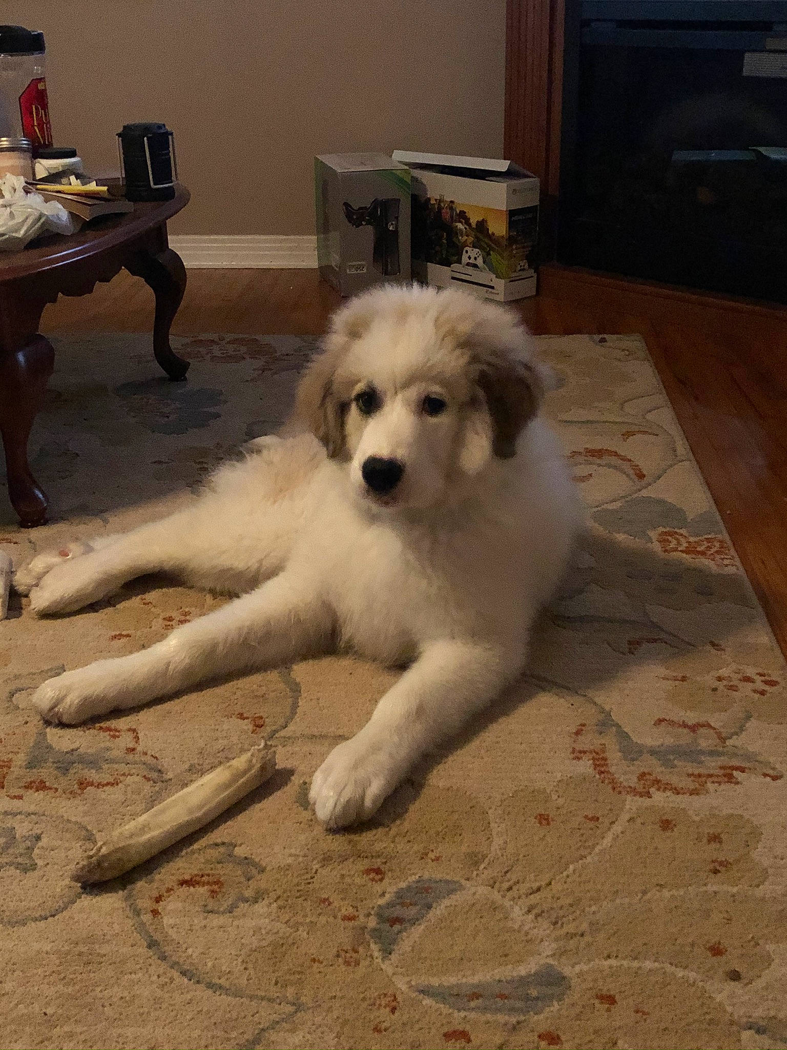 Dutch joined the competition — help win amazing prizes! canidae, carnivore, companion_dog, dog, dog_breed, great_pyrenees, kuvasz, livestock_guardian_dog, mammal, maremma_sheepdog, mucuchies, rare_breed_dog, slovak_cuvac, sporting_group, vertebrate, working_dog