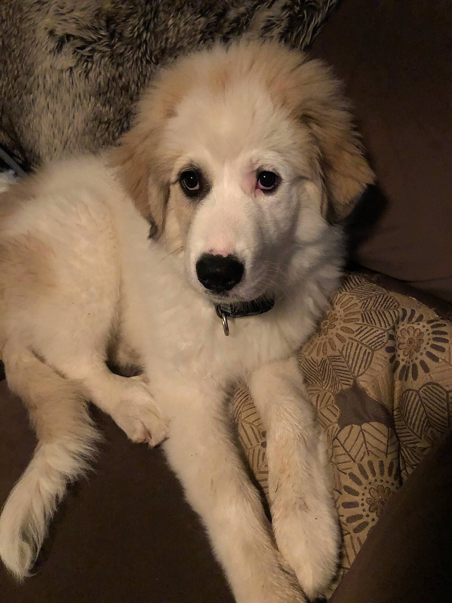 Dutch is registered to the contest to win money with this photo: akbash_dog, canidae, carnivore, companion_dog, dog, dog_breed, great_pyrenees, kuvasz, livestock_guardian_dog, mammal, maremma_sheepdog, mucuchies, polish_tatra_sheepdog, puppy, rare_breed_dog, slovak_cuvac, sporting_group, vertebrate