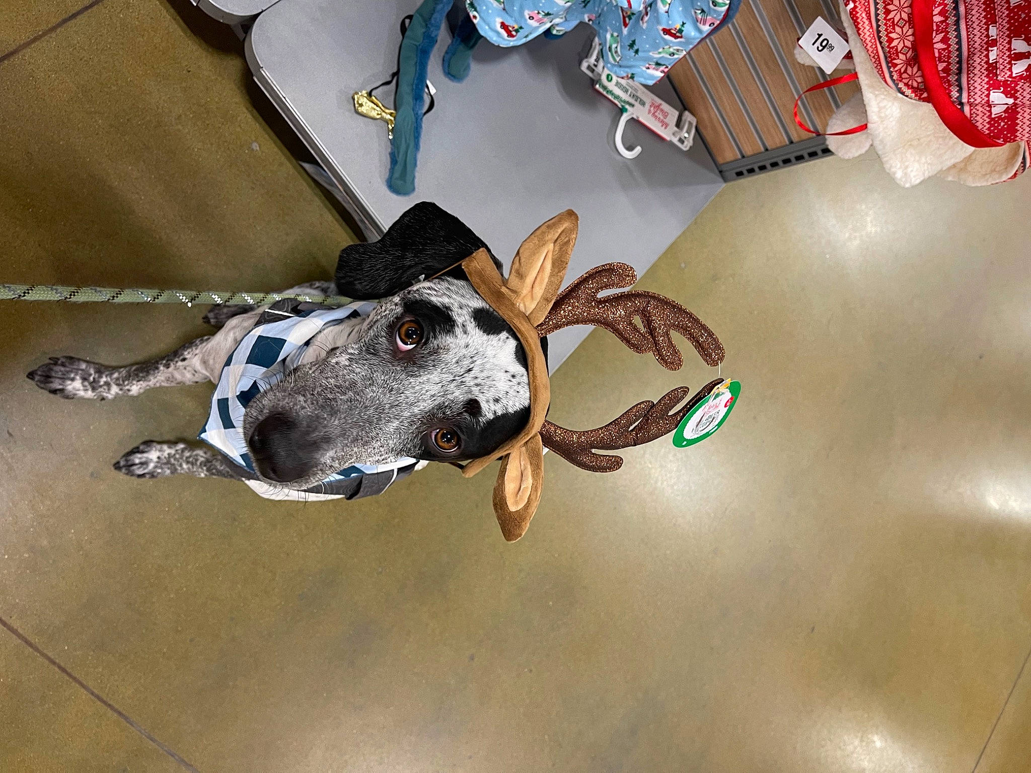 Clancy joined the competition — help win amazing prizes! canidae, carnivore, collar, companion_dog, costume_hat, dog, dog_breed, dog_collar, dog_supply, eyewear, fashion_accessory, fawn, guard_dog, leash, pet_supply, rampur_greyhound, snout, sporting_group, whiskers, working_animal