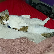 Cookie is registered to the contest to win money with this photo: cat, tabby, pet, bed, blanket, pillow, smartphone, hand, child_hand, indoor, lounging, red_sheet, white_fur, cozy, bedroom, phone_case, fur, relaxed, domestic, textiles