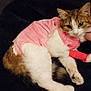 Cookie is registered to the contest to win money with this photo: cat, feline, pet, bandage, pink_shirt, clothing, blanket, human_hand, paw, eyes, indoor, resting, medical, injury, cute, fur, tabby, white_fur, lying_down, cozy