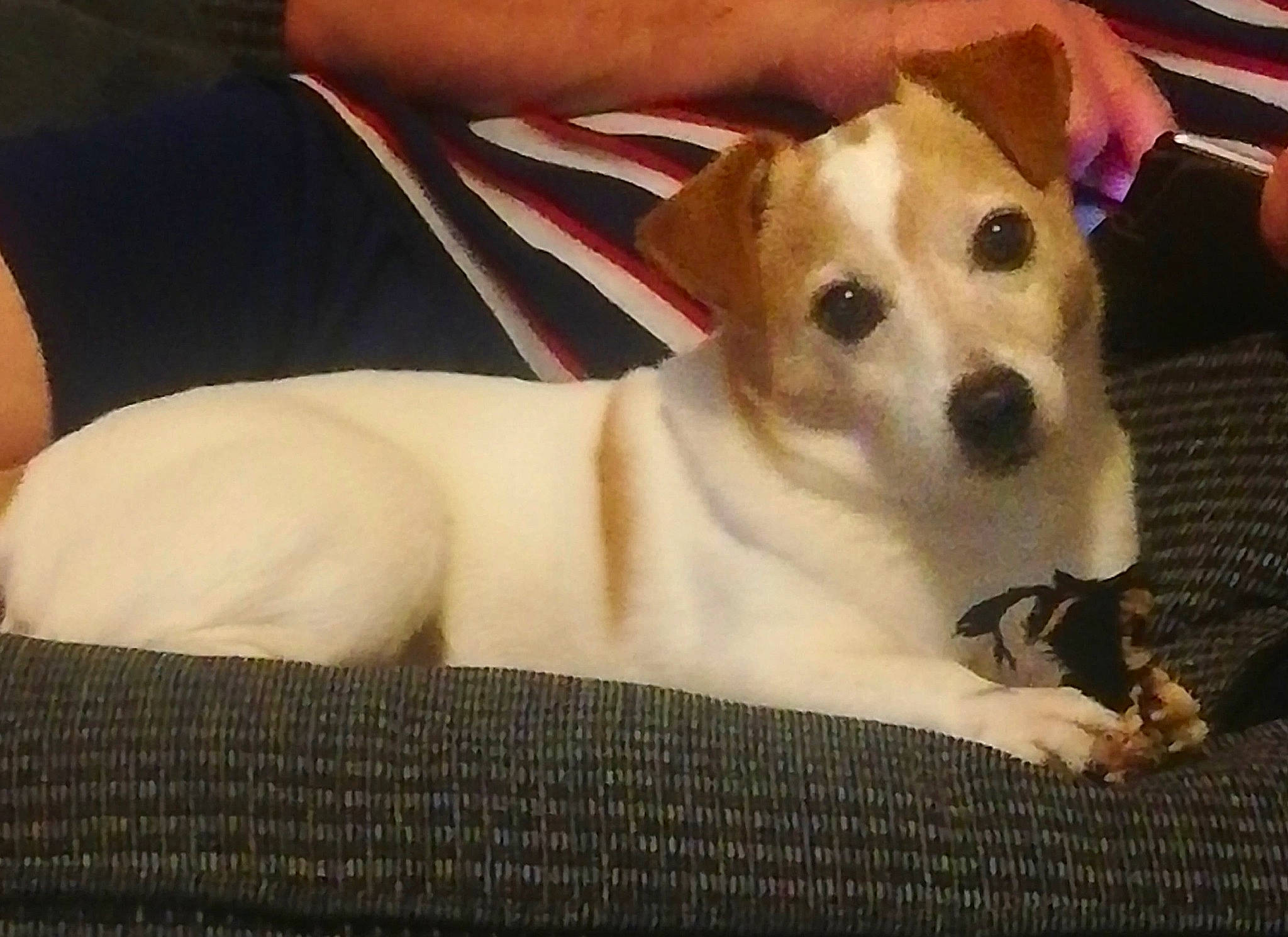 Jasper joined the competition — help win amazing prizes! ancient_dog_breeds, canidae, carnivore, collar, comfort, companion_dog, dog, dog_breed, dog_supply, fawn, fur, non_sporting_group, paw, pet_supply, puppy_love, snout, sporting_group, toy_dog, whiskers, working_animal