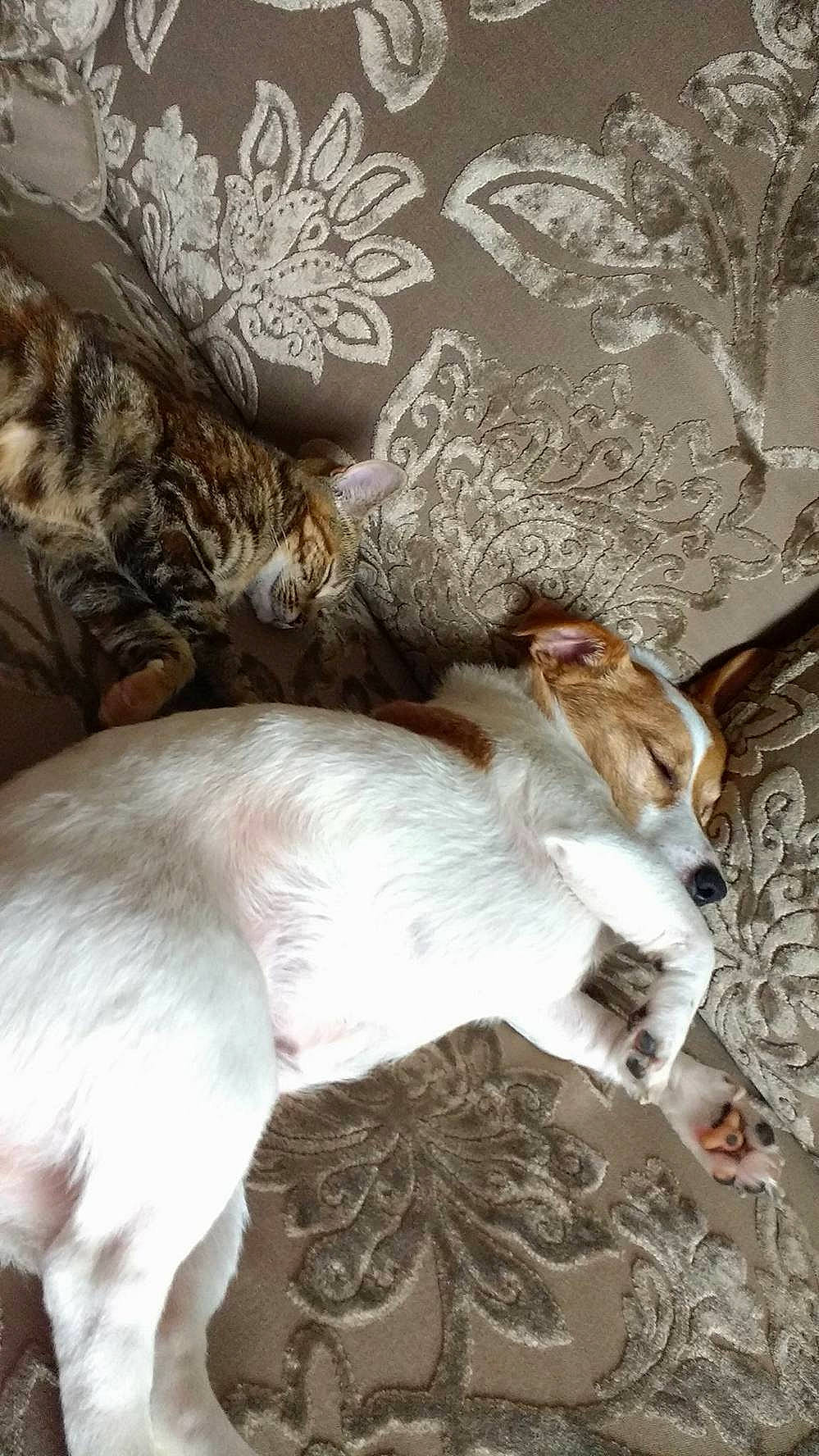 Jasper joined the competition — help win amazing prizes! art, bed_sheet, bedding, canidae, carnivore, cat, comfort, companion_dog, dog_breed, fawn, felidae, fur, linens, nap, paw, room, small_to_medium_sized_cats, sporting_group, tail, whiskers