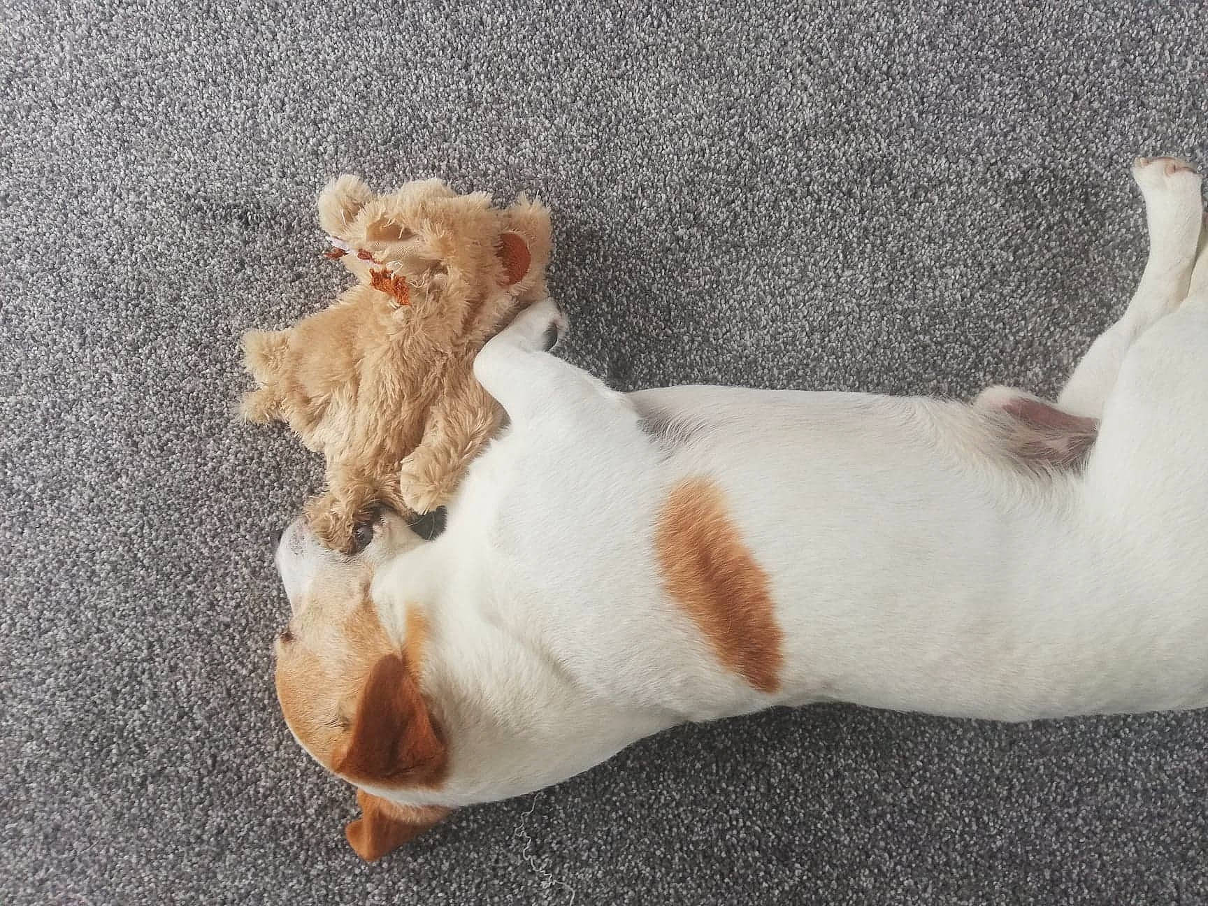 Jasper is registered to the contest to win money with this photo: canidae, carnivore, comfort, companion_dog, couch, dog_breed, fawn, felidae, foot, fur, human_leg, linens, paw, small_to_medium_sized_cats, snout, sporting_group, tail, teddy_bear, toy, whiskers