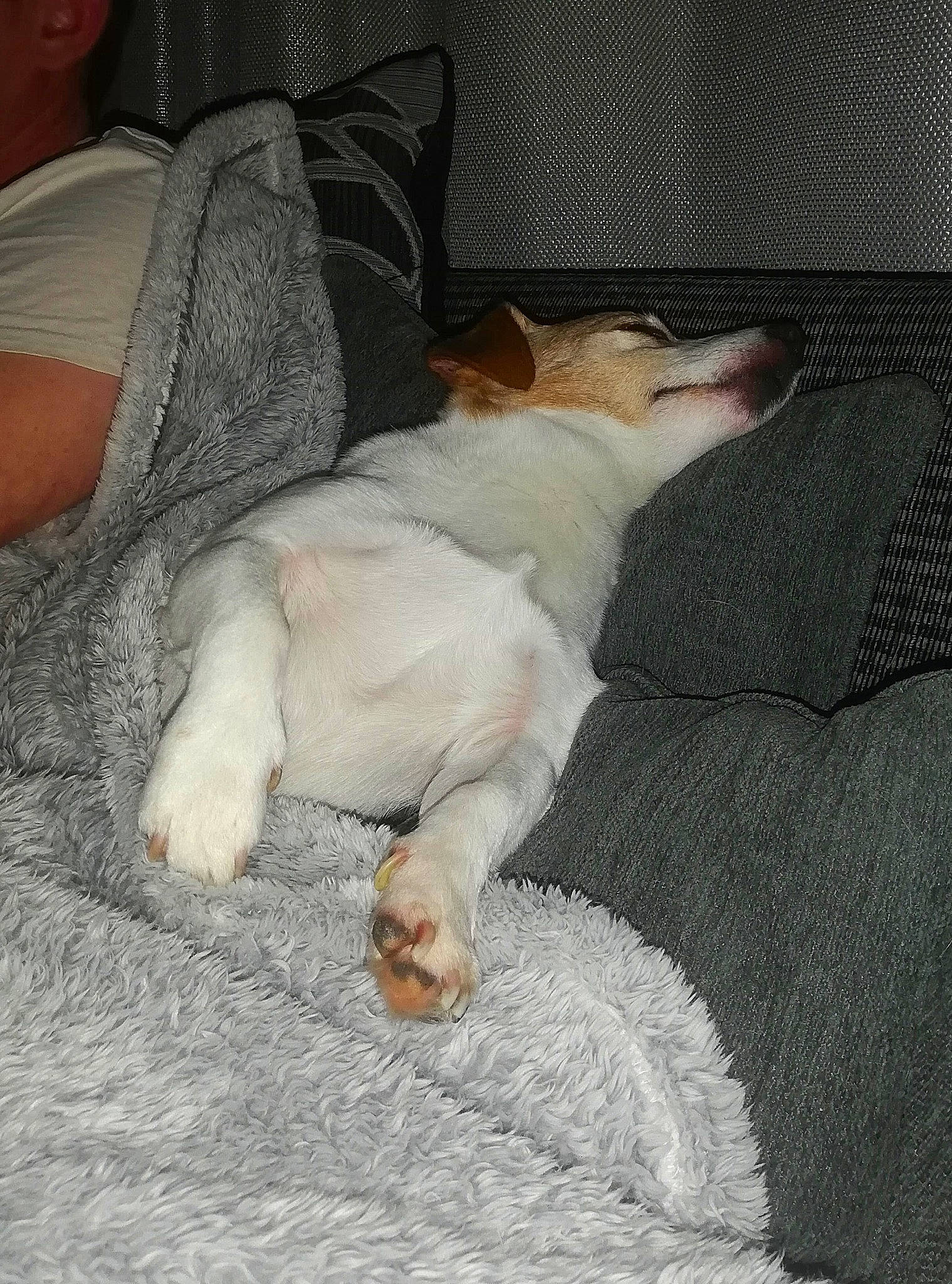 Jasper is registered to the contest to win money with this photo: bed, bedding, carnivore, cat, claw, comfort, companion_dog, couch, dog_breed, duvet, felidae, foot, fur, human_leg, linens, paw, small_to_medium_sized_cats, sporting_group, tail, whiskers