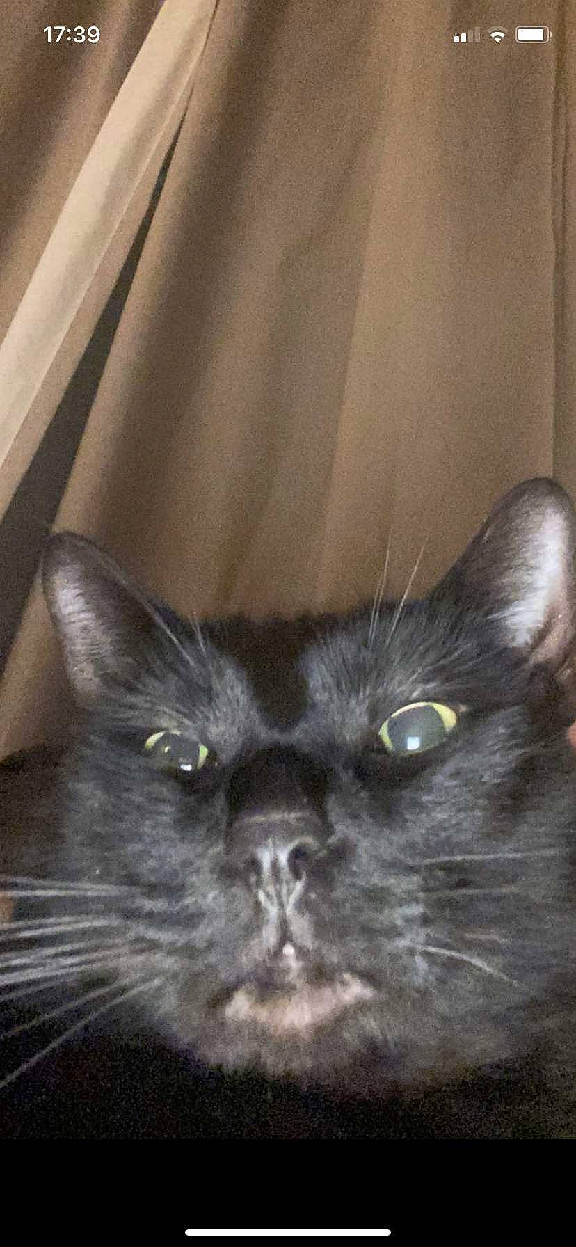 Seb joined the competition — help win amazing prizes! black_cat, carnivore, cat, domestic_short_haired_cat, ear, felidae, fur, small_to_medium_sized_cats, snout, terrestrial_animal, whiskers