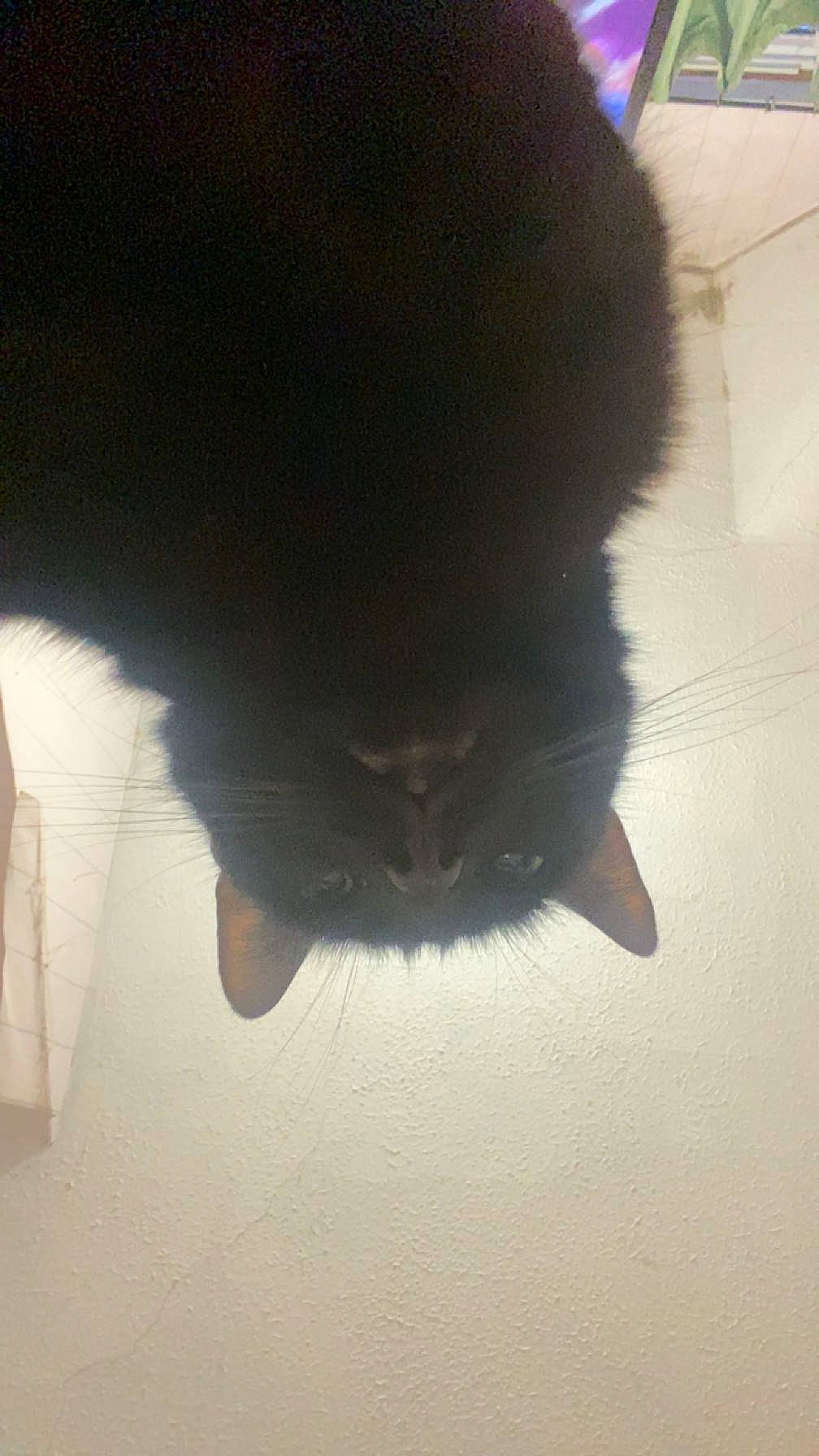 Seb joined the competition — help win amazing prizes! carnivore, cloud, darkness, dog_breed, flooring, foot, fur, human_leg, reflection, shadow, sky, snout, sporting_group, tail, tints_and_shades, watch, water, whiskers, wood