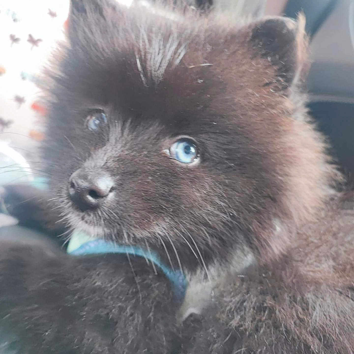 Milla participe au concours pour gagner de l'argent avec cette photo : affenpinscher, animal, blackcat, canine, cat, coyote, dog, eskimodog, fox, kitfox, kitten, newfoundland, pet, puppy, rat, rodent, snout, tape, terrier, whitedog