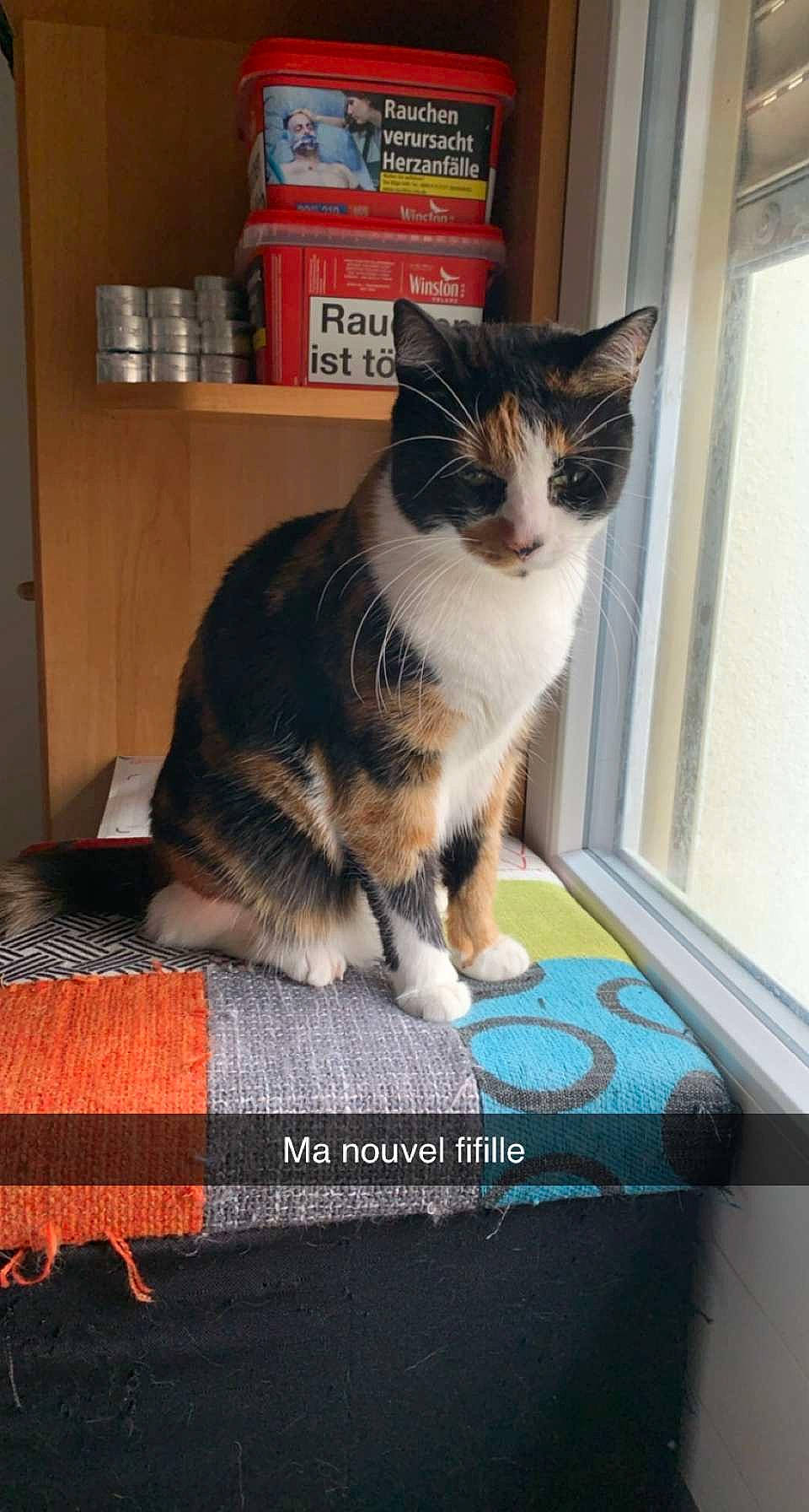 Nina a rejoint le concours — aidez-le/la à gagner de superbes lots ! bookcase, box, carnivore, cat, domestic_short_haired_cat, felidae, flooring, fur, publication, rectangle, room, shelf, shelving, sitting, small_to_medium_sized_cats, snout, tail, whiskers, window, wood