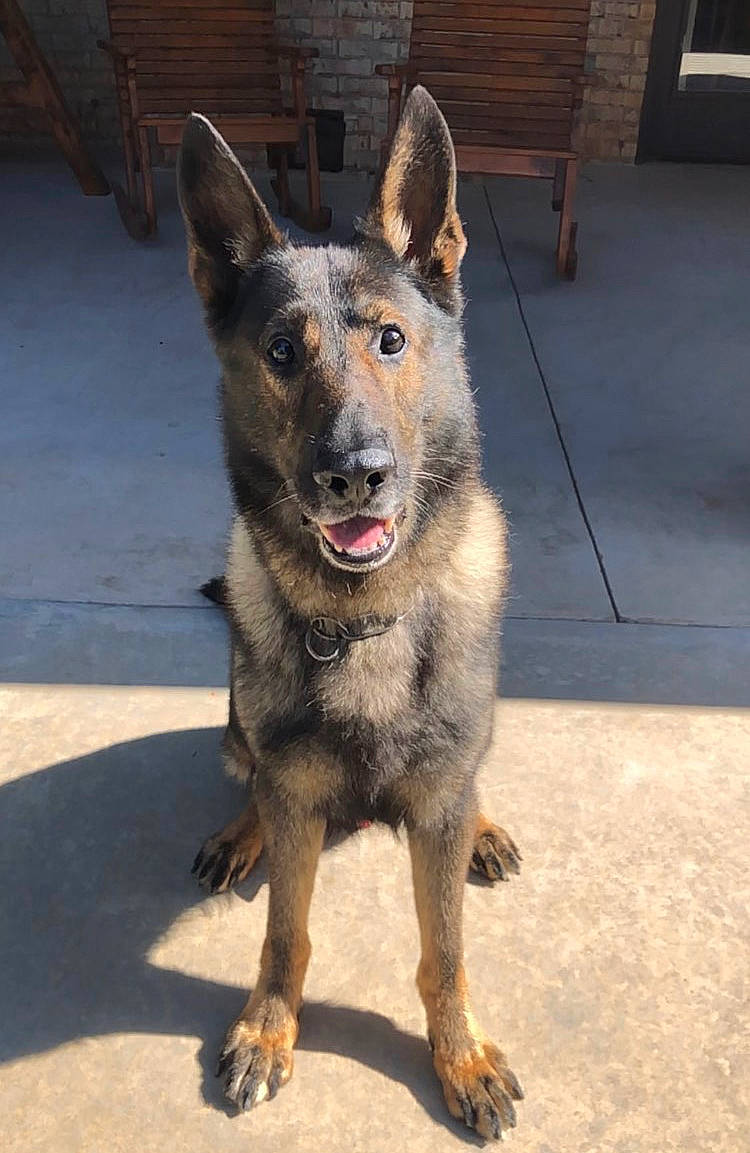 Eros joined the competition — help win amazing prizes! belgian_shepherd_malinois, canidae, carnivore, czechoslovakian_wolfdog, dog, dog_breed, fawn, king_shepherd, kunming_wolfdog, laekenois, mammal, rare_breed_dog, sulimov_dog, swedish_vallhund, vertebrate, wolfdog, working_dog