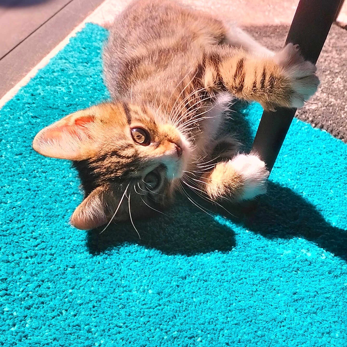 Kiko participe au concours pour gagner de l'argent avec cette photo : abyssinian, animal, cat, city, doormat, homedecor, kitten, manx, mat, outdoors, path, person, pet, road, rock, sidewalk, sleeping, street, tarmac, urban