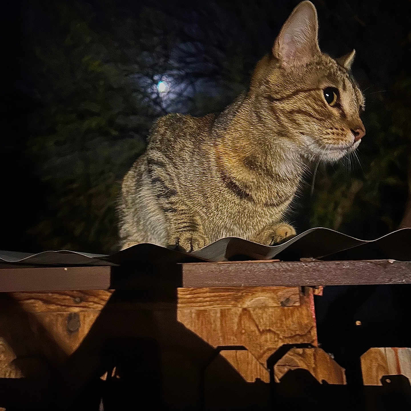 Buggy Boo is registered to the contest to win money with this photo: animal, cat, corrugated_metal, darkness, ears, eyes, feline, fur, moon, nature, night, outdoor, perched, quiet, roof, shadow, tabby_cat, tree, whiskers, wood