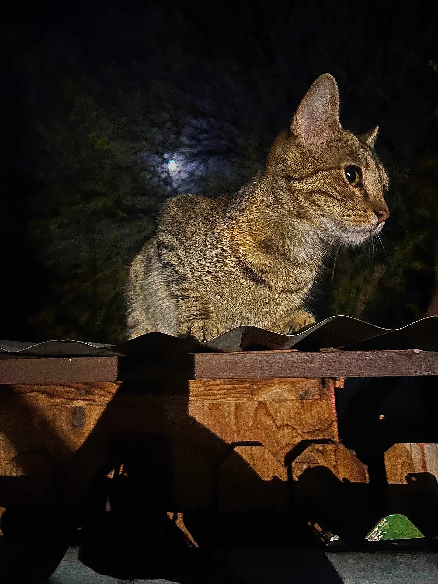 Buggy Boo is registered to the contest to win money with this photo: animal, cat, corrugated_metal, darkness, ears, eyes, feline, fur, moon, nature, night, outdoor, perched, quiet, roof, shadow, tabby_cat, tree, whiskers, wood