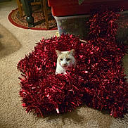 Snowy is registered to the contest to win money with this photo: cat, tinsel, red, carpet, indoor, curious, holiday_decor, storage_bin, chair, rug, feline, pet, decorations, shiny, festive, cozy, animal, whiskers, playful, household