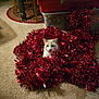 cat, tinsel, red, carpet, indoor, curious, holiday_decor, storage_bin, chair, rug, feline, pet, decorations, shiny, festive, cozy, animal, whiskers, playful, household