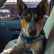 Dually is registered to the contest to win money with this photo: dog, vehicle_interior, blanket, window, ear, fur, pet, collar, tag, seat, side_mirror, resting, looking_at_camera, brown, black, white, indoors, daylight, car_door, animal