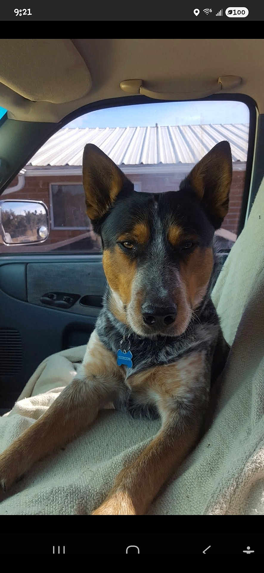 Dually is registered to the contest to win money with this photo: dog, vehicle_interior, blanket, window, ear, fur, pet, collar, tag, seat, side_mirror, resting, looking_at_camera, brown, black, white, indoors, daylight, car_door, animal