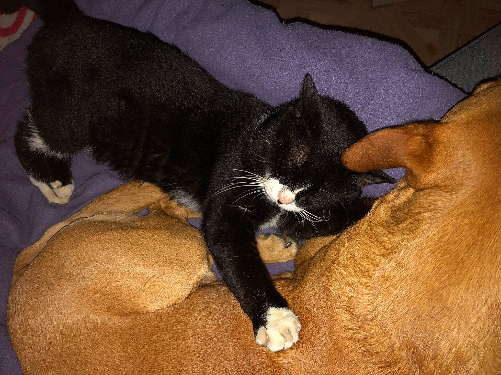 Joey a rejoint le concours — aidez-le/la à gagner de superbes lots ! black_cat, canidae, carnivore, cat, claw, comfort, dog_breed, domestic_short_haired_cat, ear, felidae, fur, gesture, lap, paw, small_to_medium_sized_cats, snout, sporting_group, tail, vertebrate, whiskers