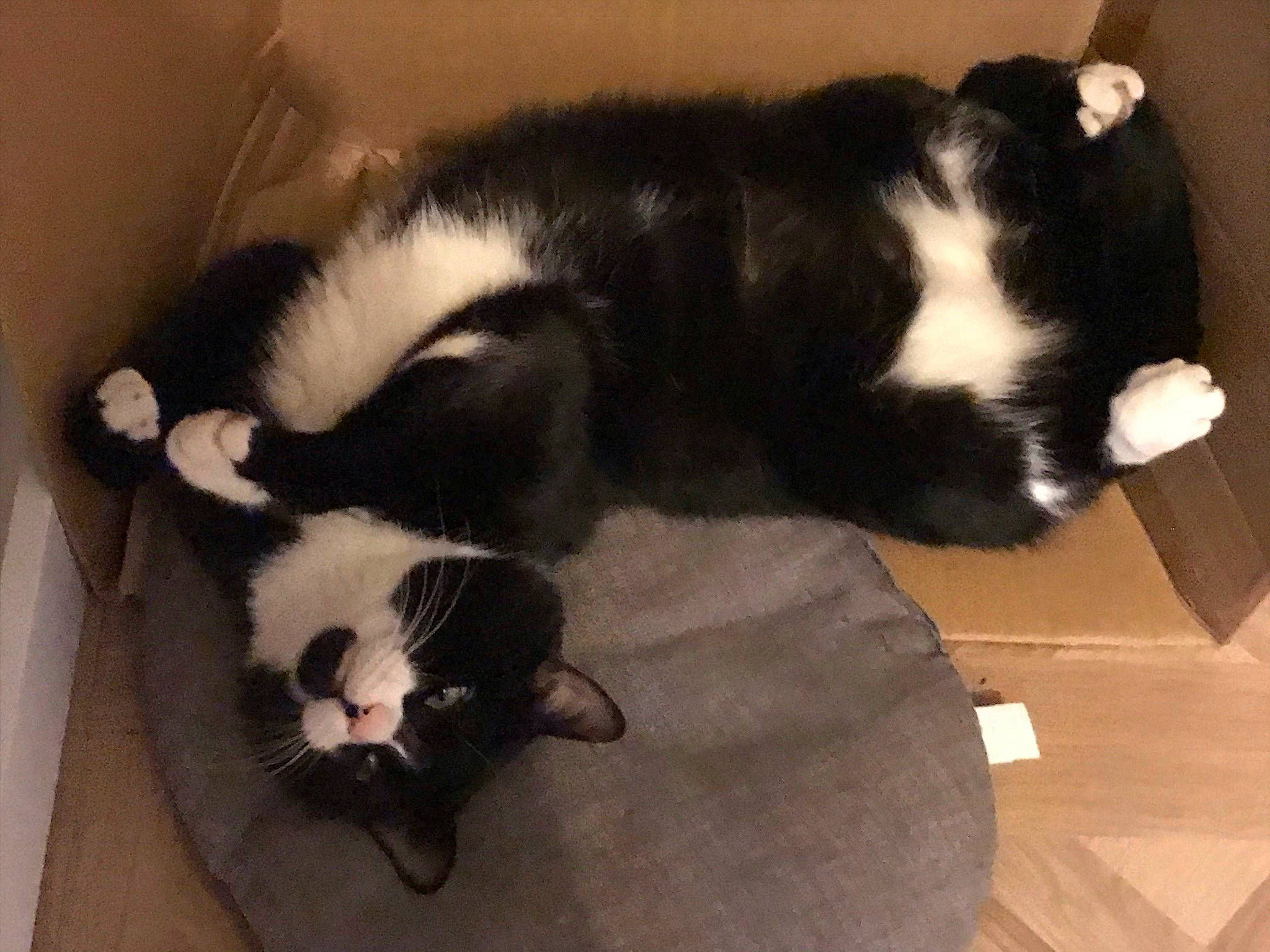 Joey participe au concours pour gagner de l'argent avec cette photo : carnivore, cat, claw, comfort, domestic_short_haired_cat, felidae, flooring, fur, hardwood, nap, paw, pet_supply, small_to_medium_sized_cats, snout, tail, terrestrial_animal, whiskers, wood