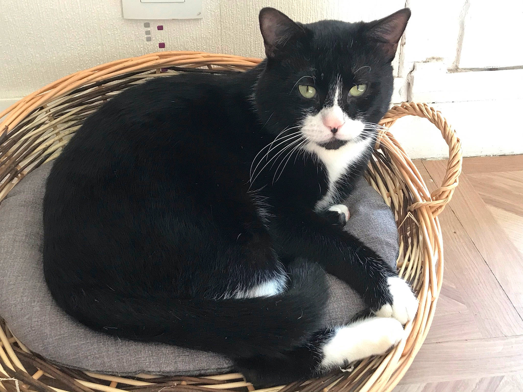 Joey a rejoint le concours — aidez-le/la à gagner de superbes lots ! bag, black_cat, carnivore, cat, cat_supply, claw, comfort, domestic_short_haired_cat, felidae, fur, paw, pet_supply, plumbing_fixture, room, sitting, small_to_medium_sized_cats, snout, tail, whiskers, window