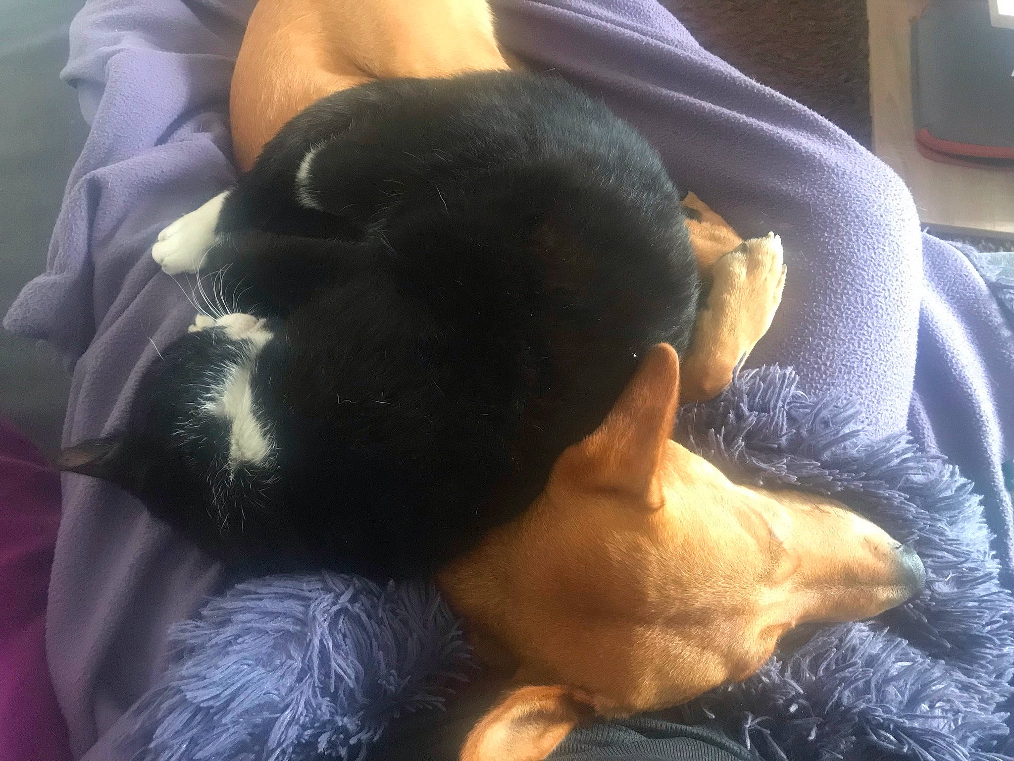 Joey a rejoint le concours — aidez-le/la à gagner de superbes lots ! beard, canidae, carnivore, comfort, companion_dog, dog, dog_breed, ear, fawn, felidae, fur, head, long_hair, mammal, small_to_medium_sized_cats, snout, sporting_group, tail, toy_dog, whiskers